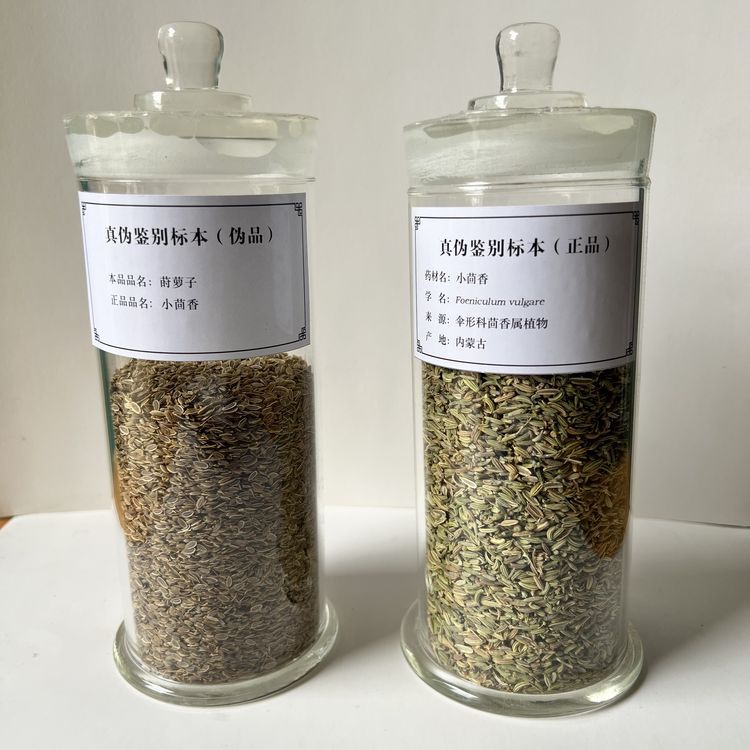 小茴香真偽鑒別標本